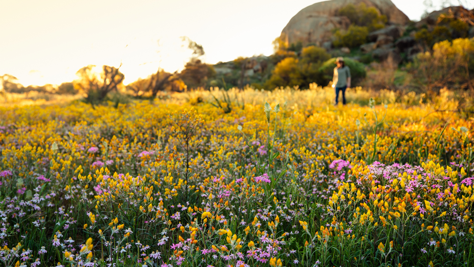 The best places to see wildflowers in Australia