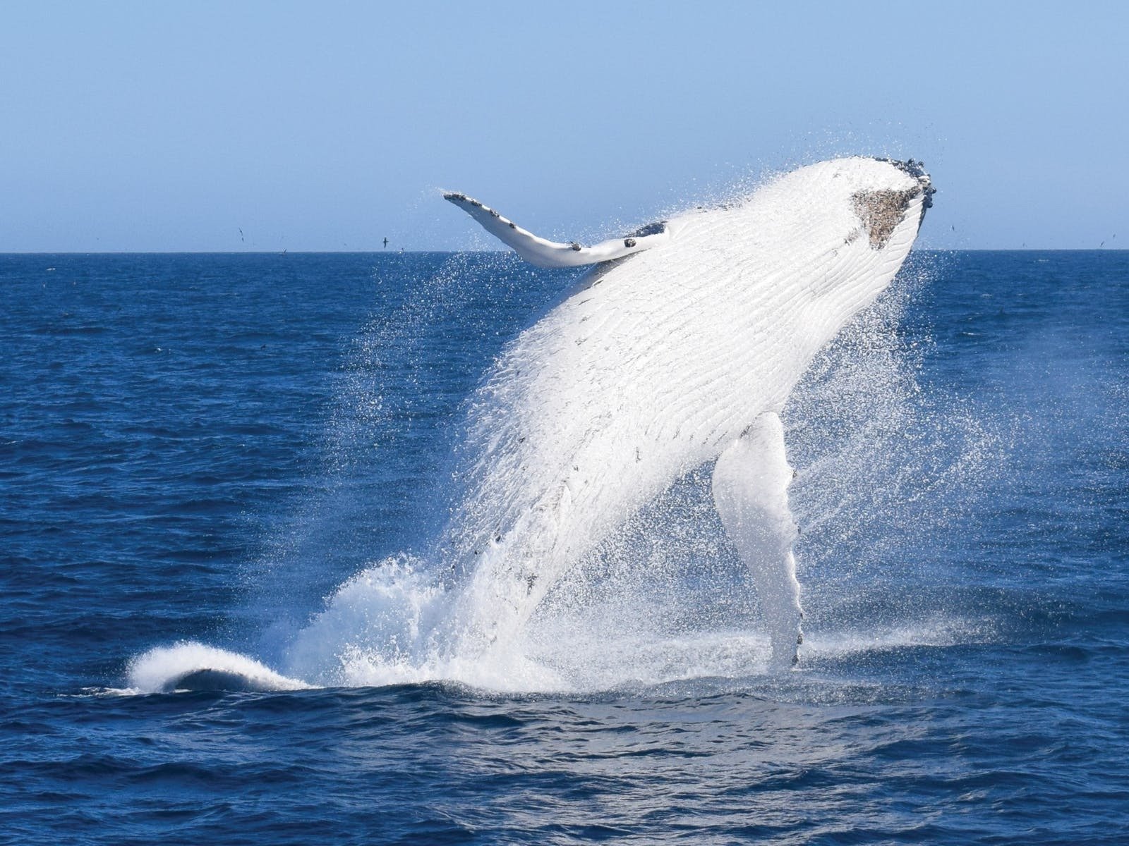 When, where and how to see whales