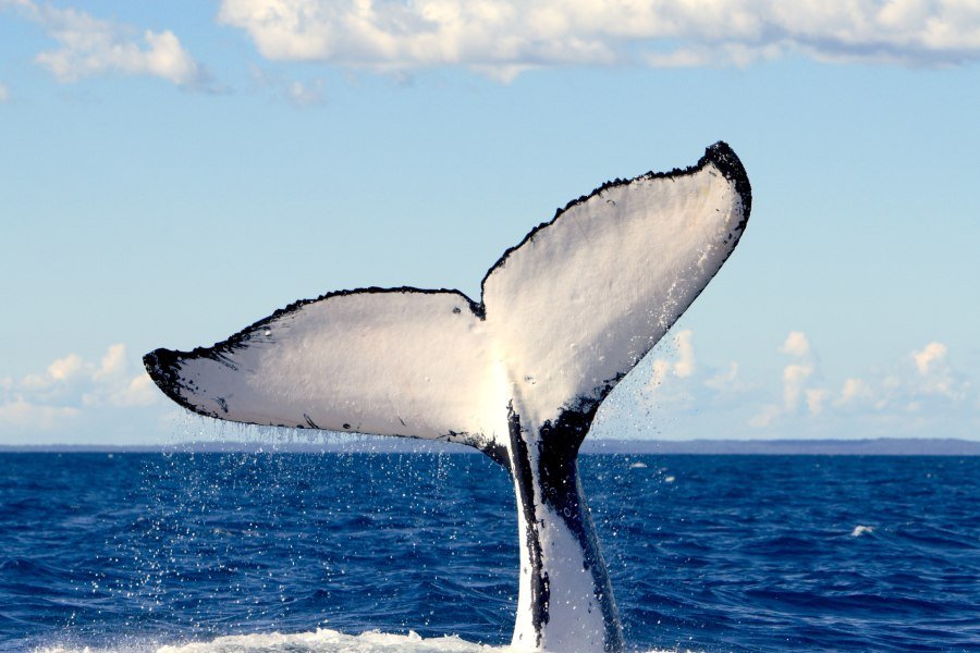 When to whale watch in Victoria and best spots