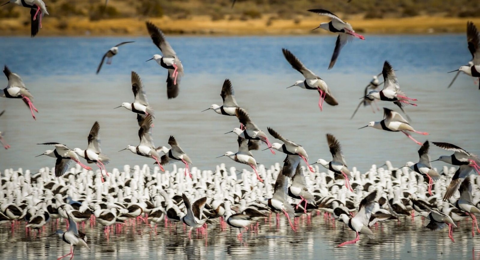 Six spectacular shorebirds and where to find them in Victoria, Australia