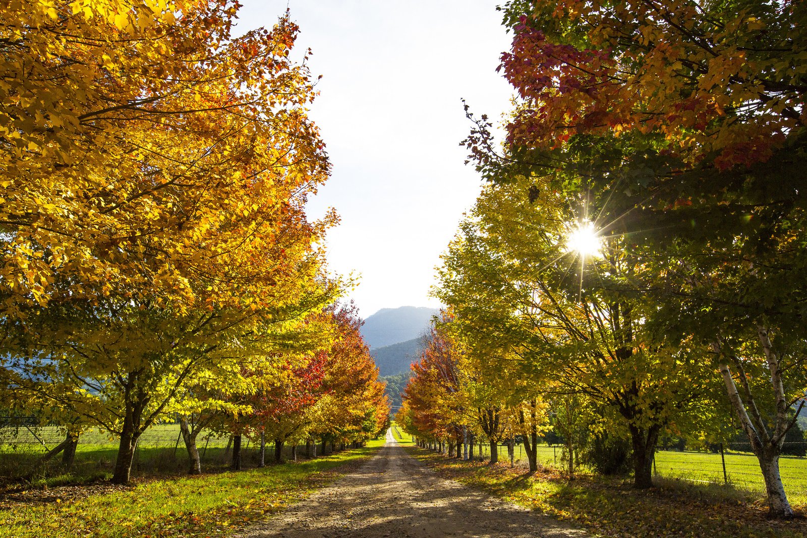 Best Places To See Beautiful Autumn Colour in Victoria