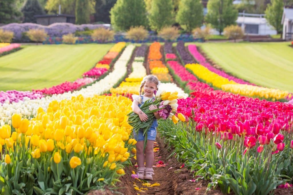 child holding tulips surrounded by flowers at Tesselaar Tulip Festival