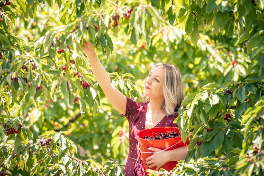 woman picking cherries