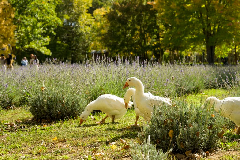 geese among lavender at Lavandula Swiss Italian Farm