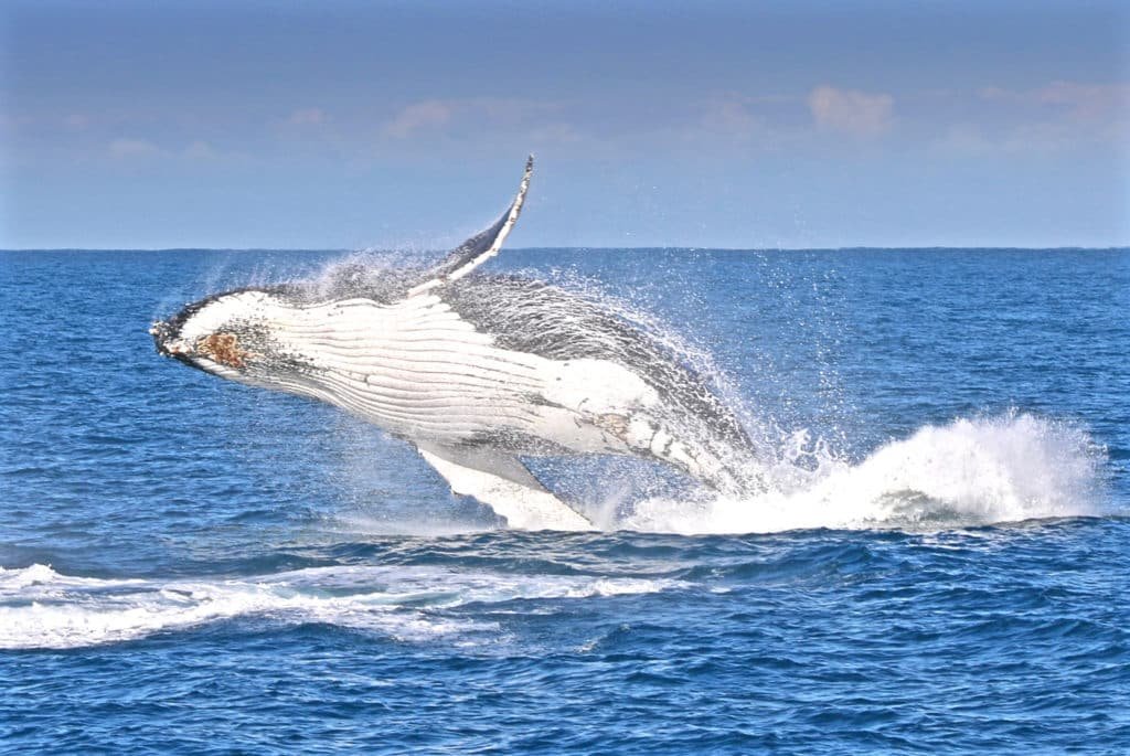 whale jumping out of the water near Phillip Island, Victoria