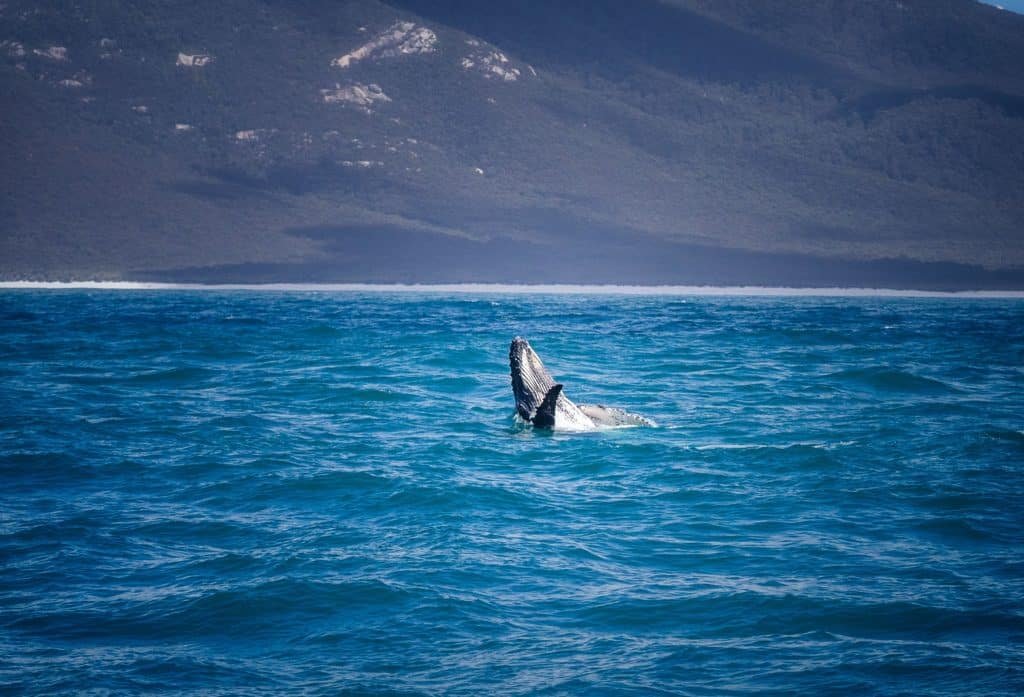 a whale's head sticking out of the water near Wilsons Prom, Victoria