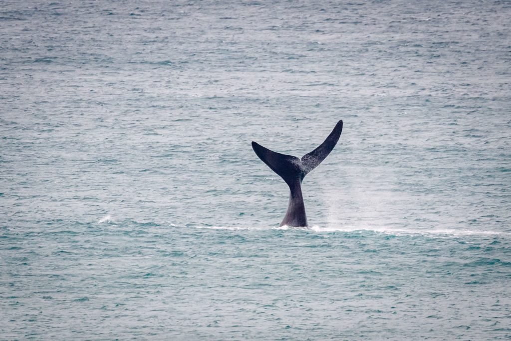 a whale tail sticking out of the water