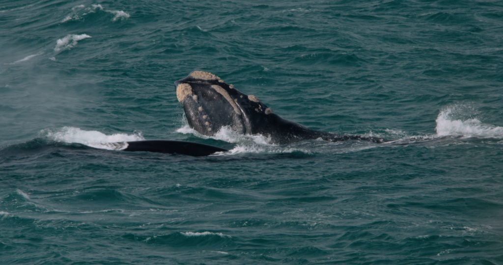 parts of a whale sticking out of the water