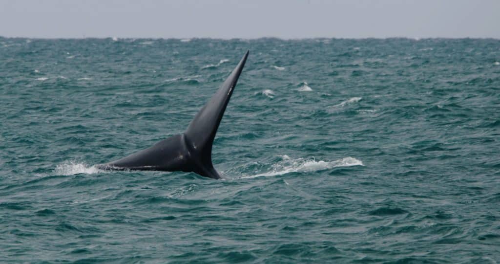 a whale's tail sticking out of the water