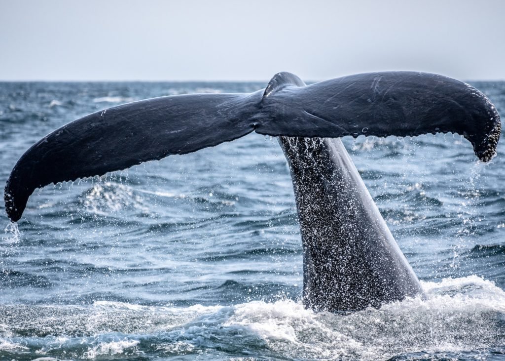 a close look at a whale's tail splashing in the water