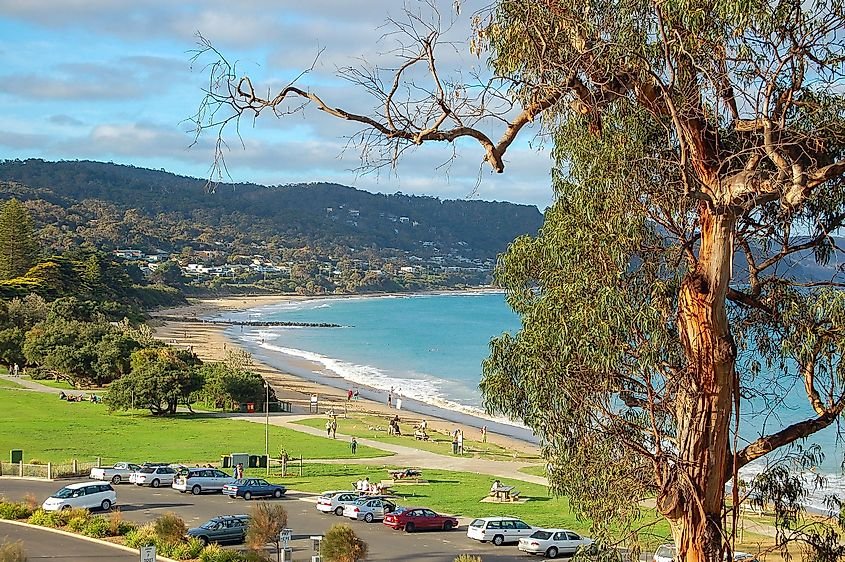 Gumtree and beach in Lorne, Victoria.