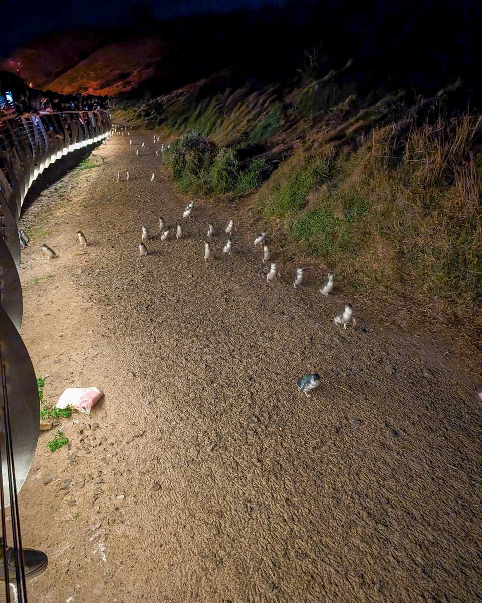 Many penguins walk down a path on phillip Island during a go west penguin tour near melbourne australia