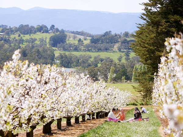 Cherryhill Blossom Festival in Coldstream, Victoria